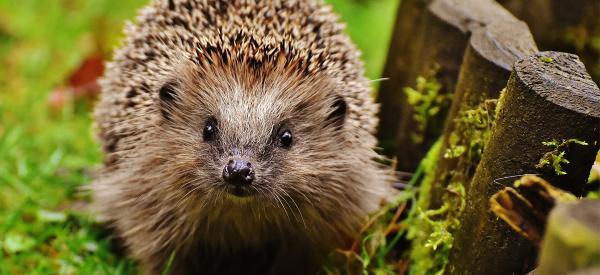 How To Care For Hedgehogs This Winter