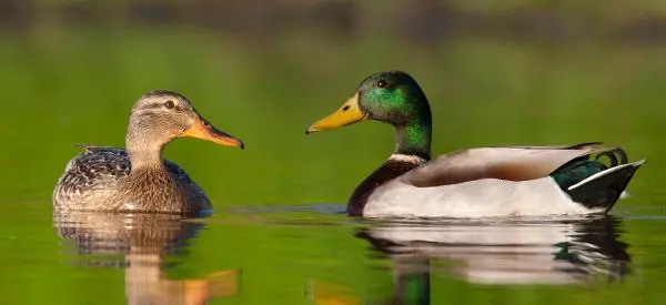 What Food Can Ducks Eat?