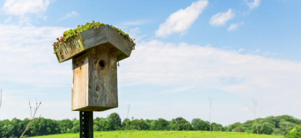 The Beginner’s Guide to Putting up a Nest Box