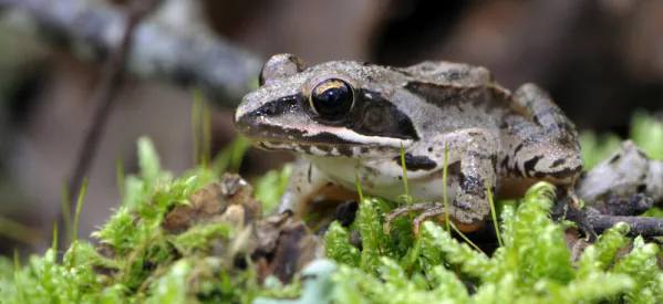 10 Fun Facts about UK Frogs