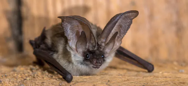 5 Reasons Why You Should Love Garden Bats