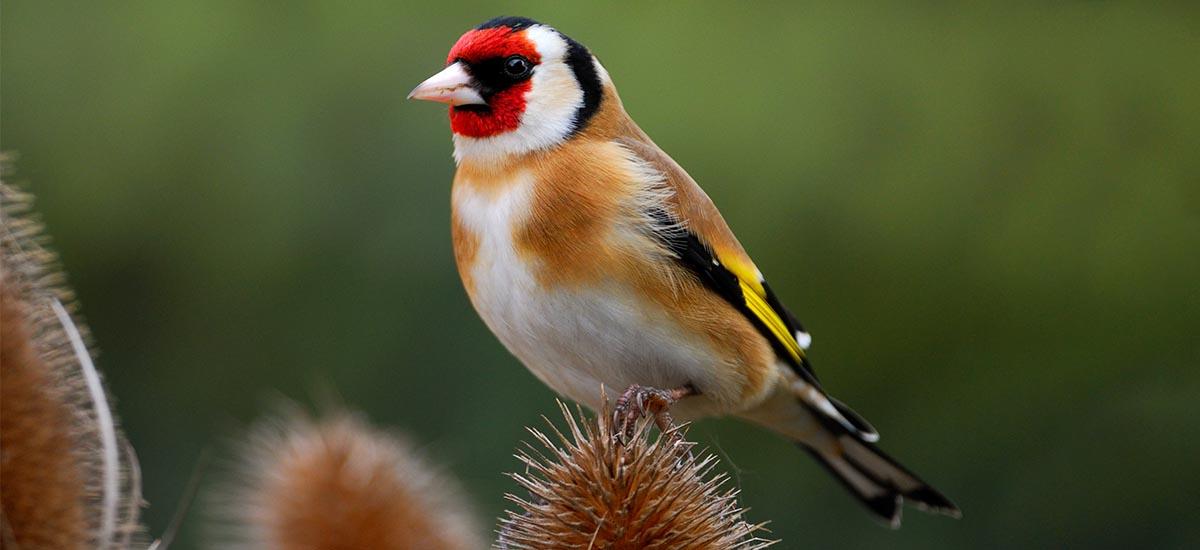 Garden Bird Survey Hopes To Solve The Goldfinch Mystery