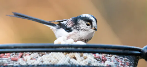 10 Common Garden Birds to Spot at Your Feeders