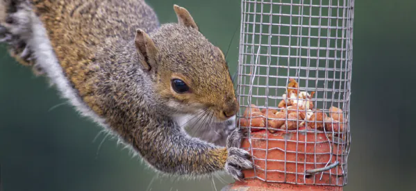 How to Stop Squirrels Eating All the Bird Food