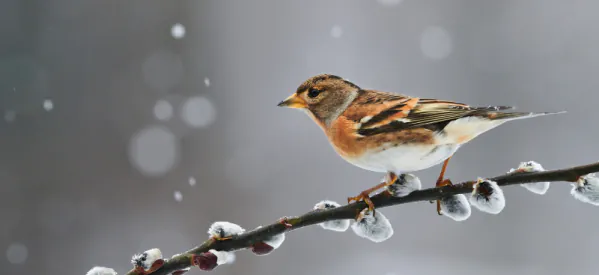 Top 10 Birds to Spot in Your Garden This Winter