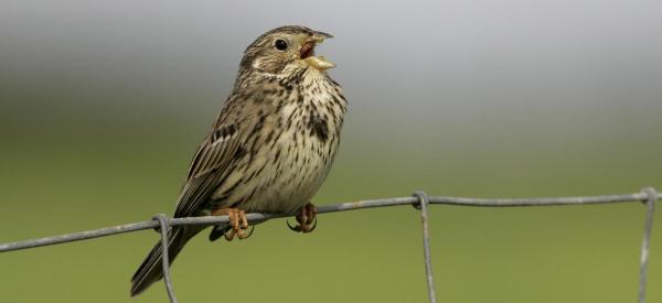 Our Brush With The Corn Bunting