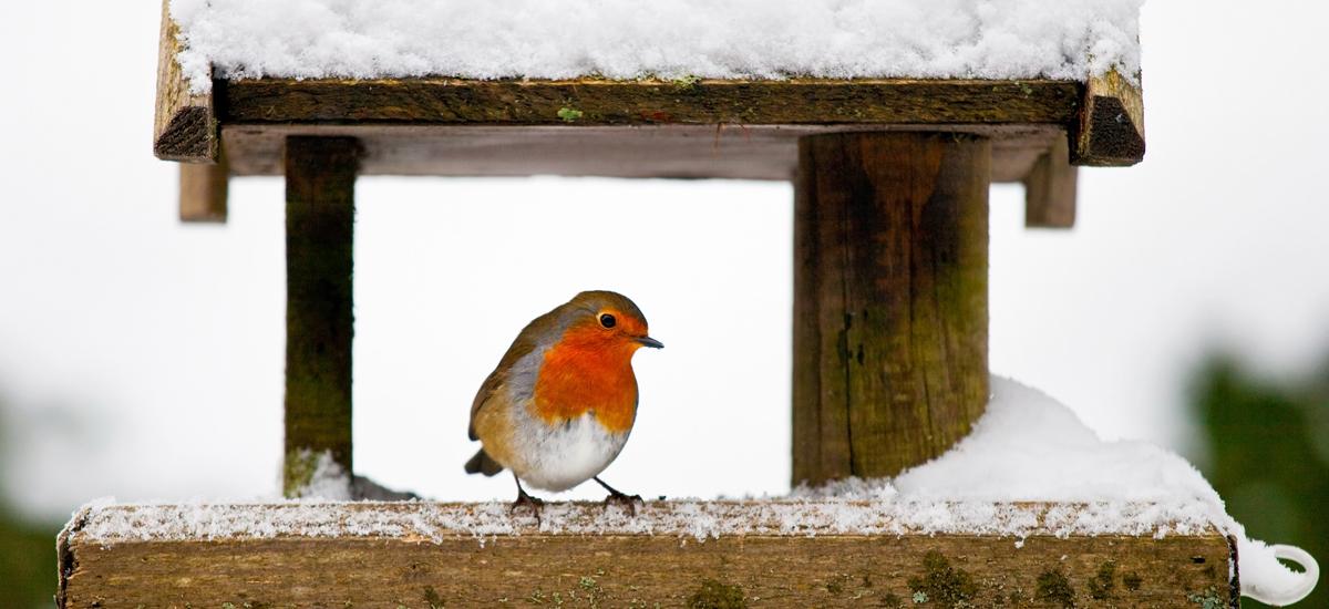 What Winter Birds Can You Attract To Your Garden?