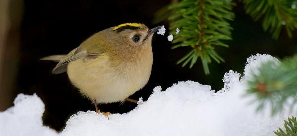 What Kind of Bird Feed You Should Use This Winter