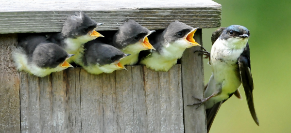 Top 10 Nesting Boxes for Garden Birds
