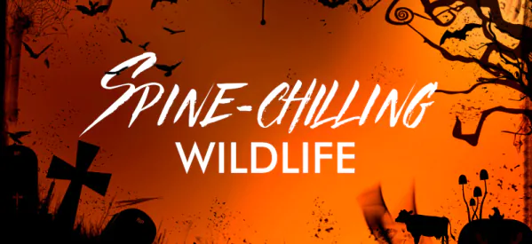 Discover Spine-chilling Wildlife This Halloween