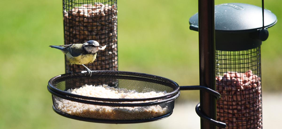 How Long Does It Take Birds To Eat New Food?