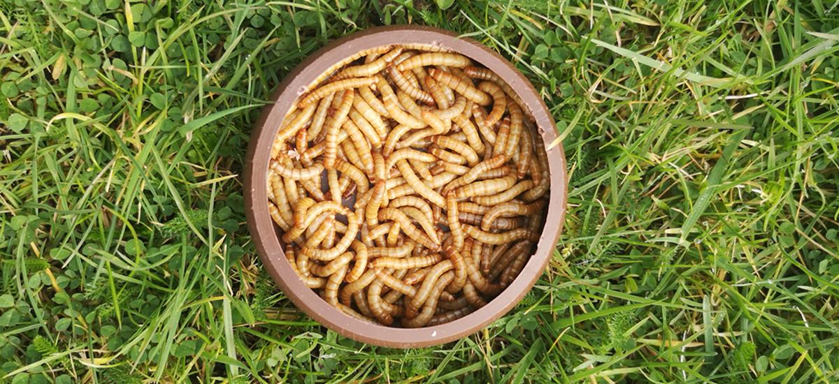 Feeding Live Mealworms to Birds - Ivel Valley Wild Bird Blog - Ivel Valley  Wild Bird Food