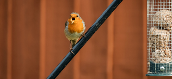 Are You Using the Right Bird Feeder?