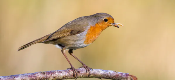 Why Dried Mealworms Are a Great Winter Feed