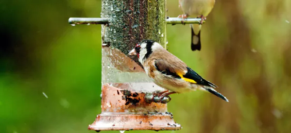 How to Help Garden Birds on Rainy Days