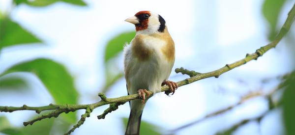 10 Fun Facts About Finches
