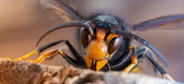 The Buzzing Threat: Alarming Increase in Asian Hornet Sightings Raises Concerns for UK Bees