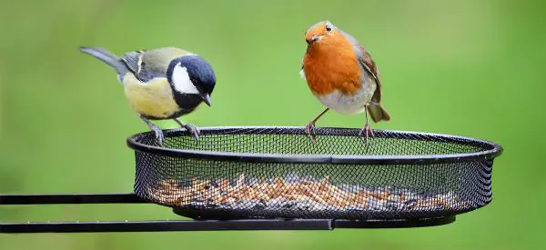 10 Foods you Should NOT be Feeding Garden Birds