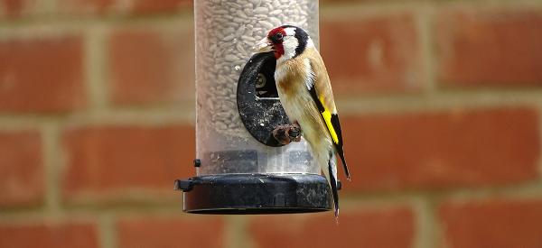 Attracting Goldfinches with Nyger Seed and Perseverance
