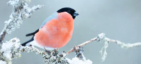 How to Care for Wild Birds in Winter