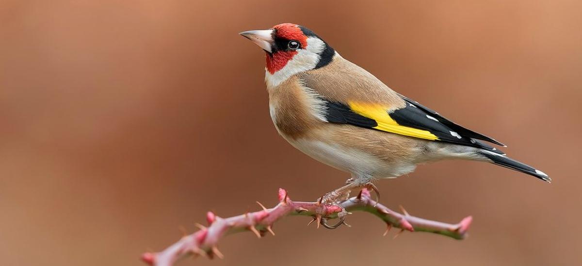 How To Attract Goldfinches To Your Garden
