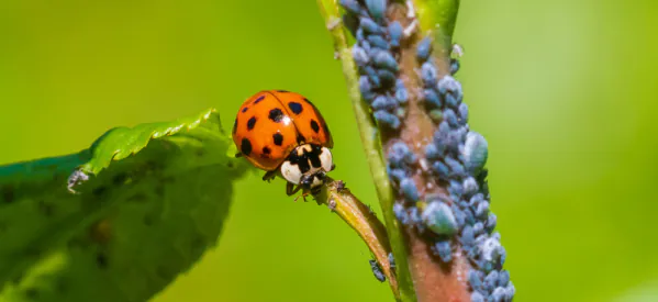 Top 6 Beneficial Insects to Help in the Garden