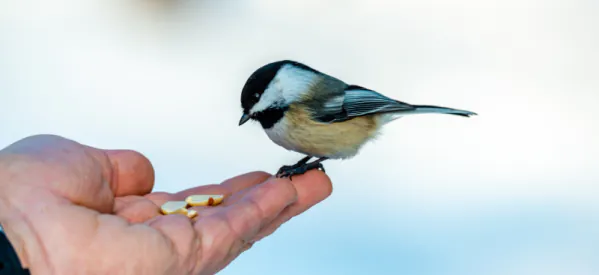 The 10 Do's and Don'ts of Bird Feeding