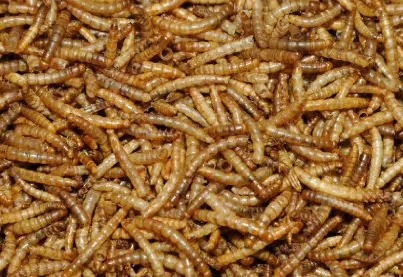 Wildlife and mealworms