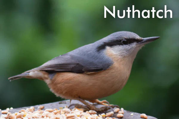 Nuthatch sitting on wooden pole eating bird seed