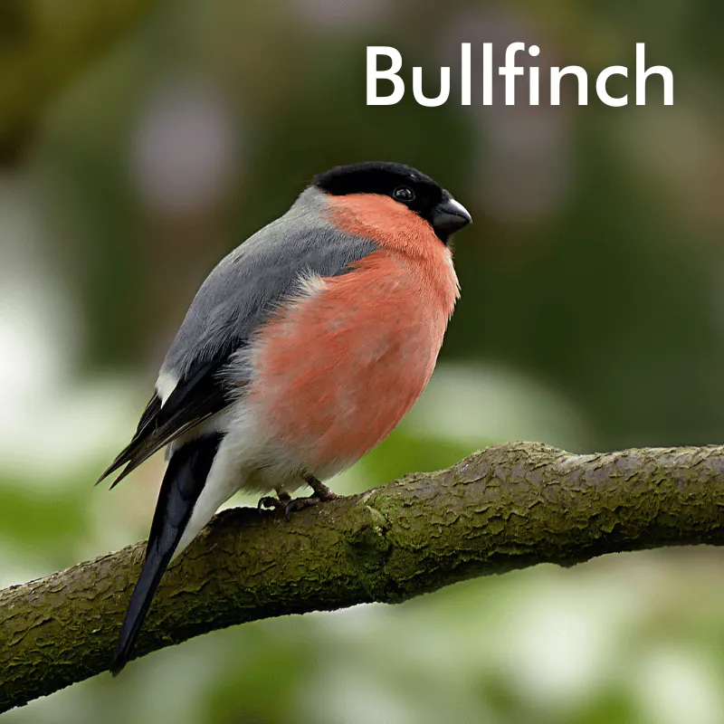 Bullfinch sitting on branch