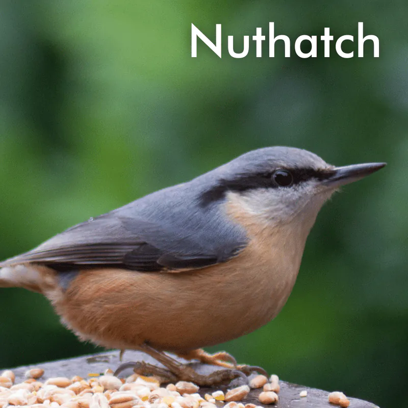 Nuthatch sitting on wooden pole eating bird seed