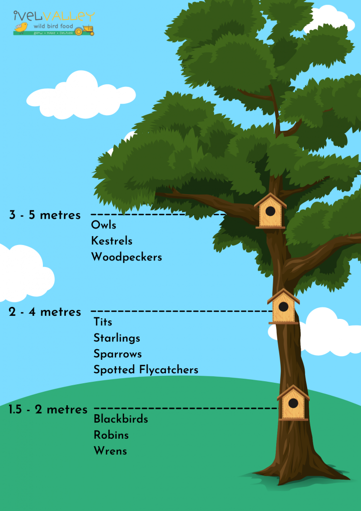 diagram showing how high birds like their nest box to be.