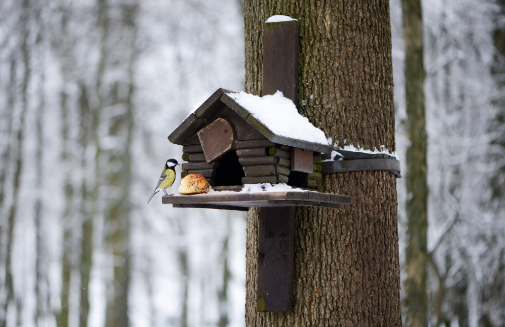 bird eating food outside its nest box
