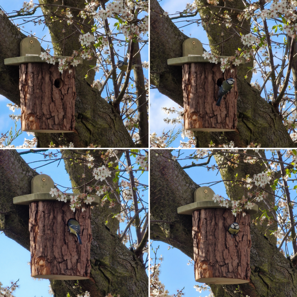blue tit getting into a nest box in a tree