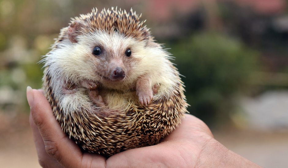 personal holding hedgehog in hedgehog-friendly garden