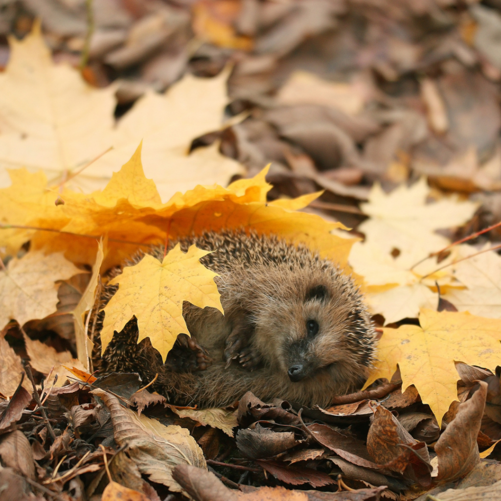 hedgehog rolling around in heaps of leaves