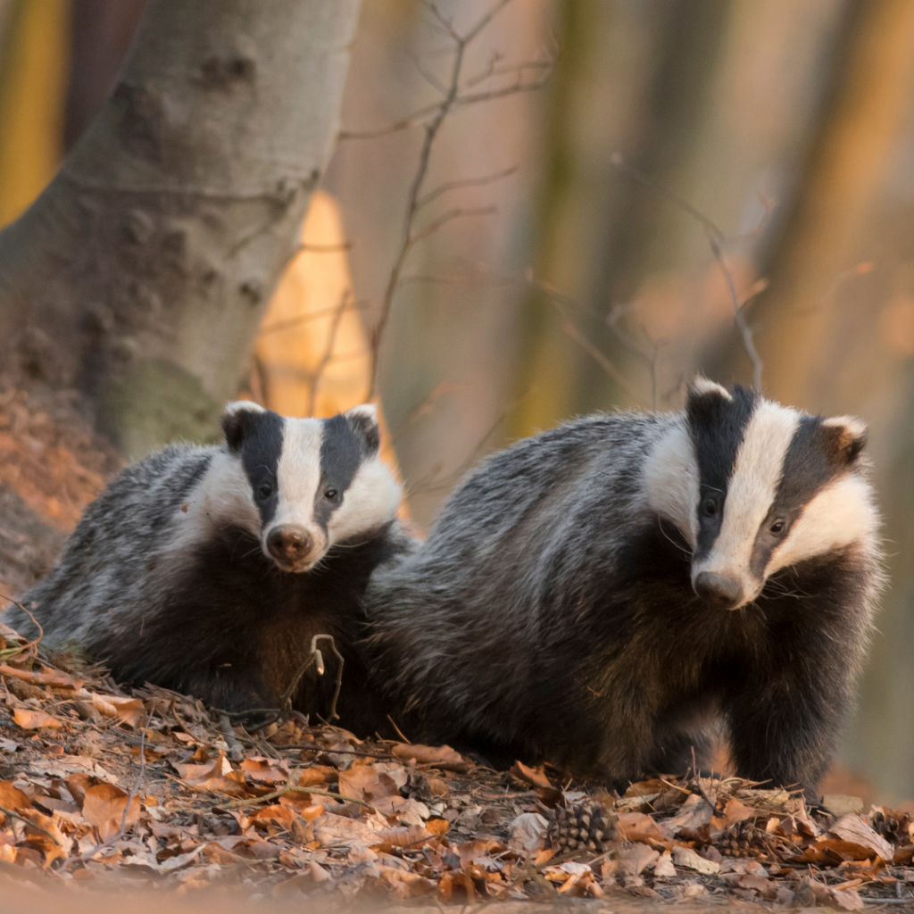 two badgers hunting for hedgehogs