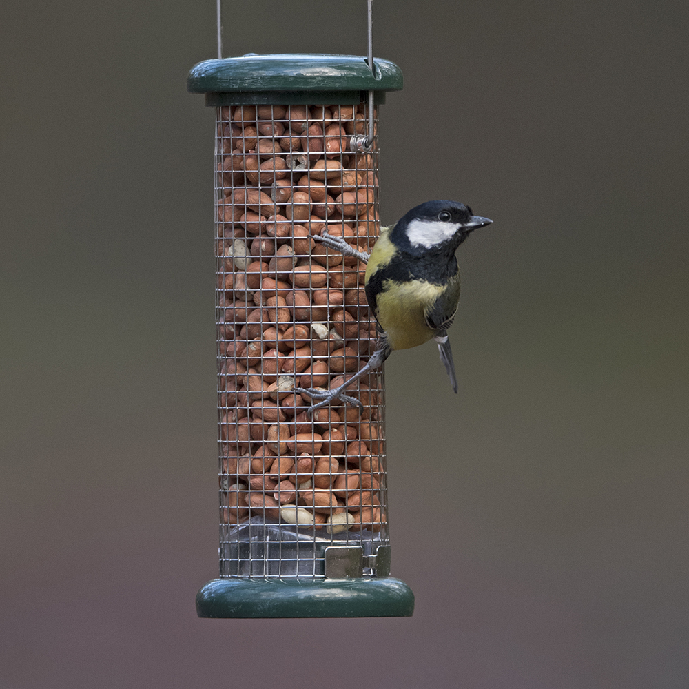 great tit sitting on feeder without tray