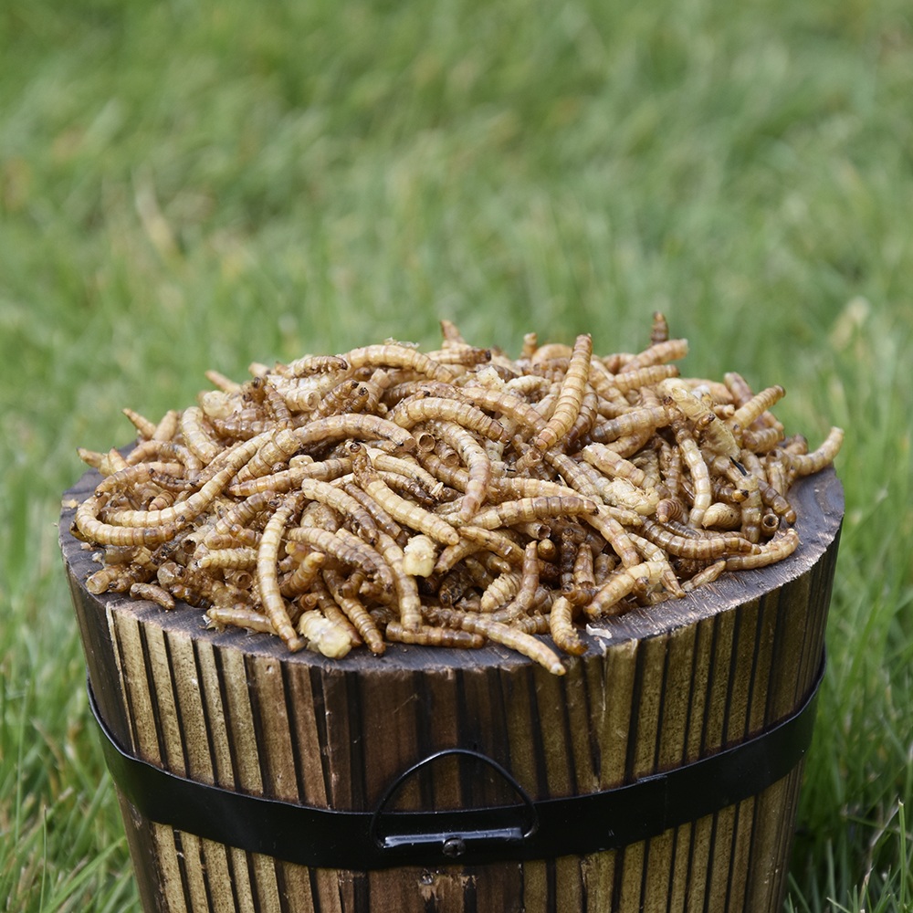 dried mealworm in small wooden bucket