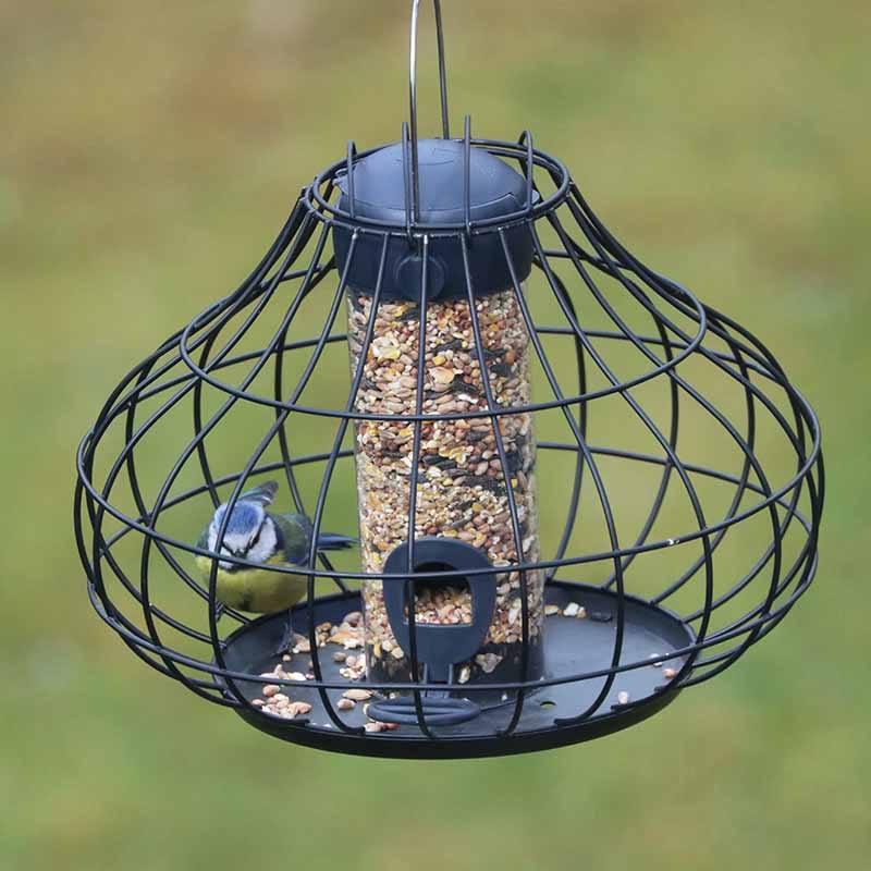 blue tit sitting on Squirrel resistant feeders