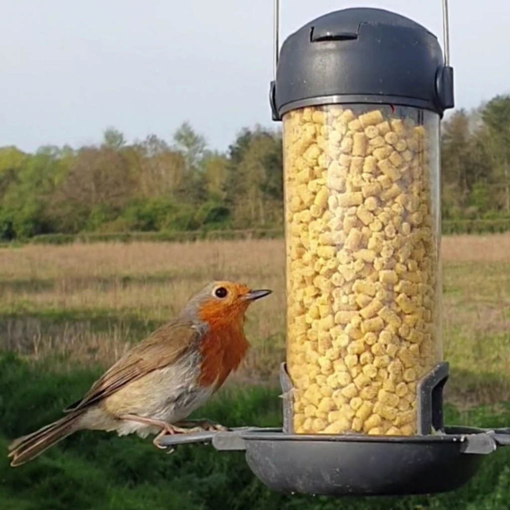 robin sitting on feeder with tray