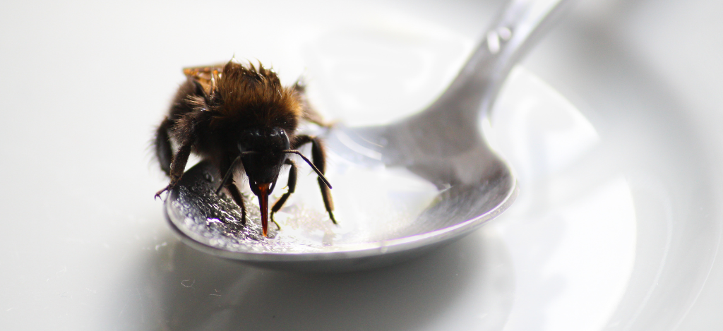 bee drinking sugar water from spoon