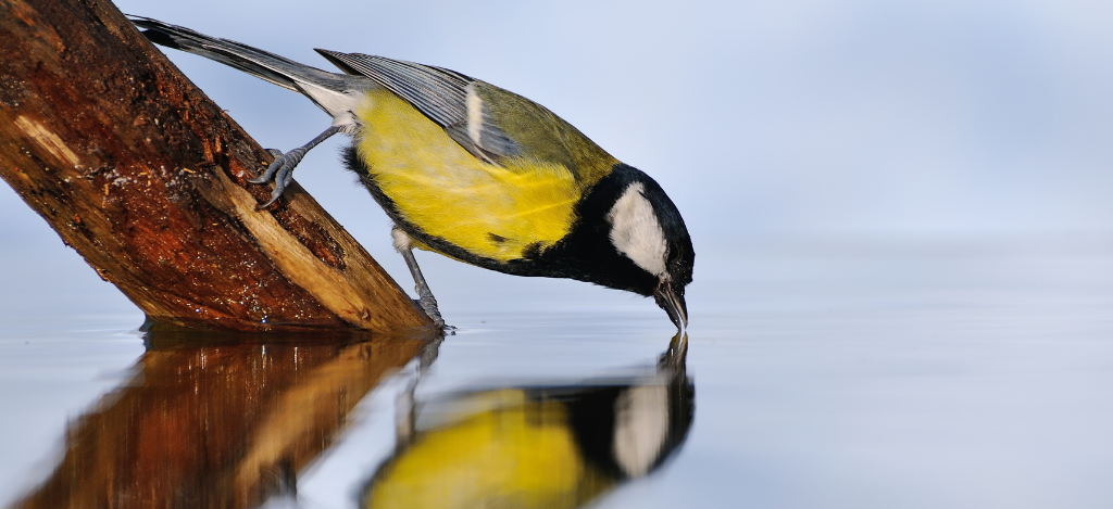 blue tit drinking from river