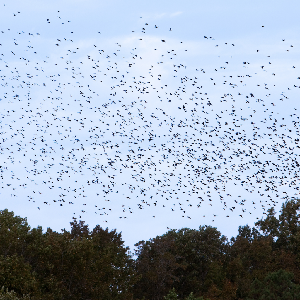 flock of birds flying above tree