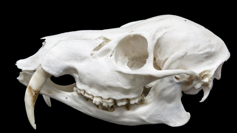 Skull of Chinese Water Deer