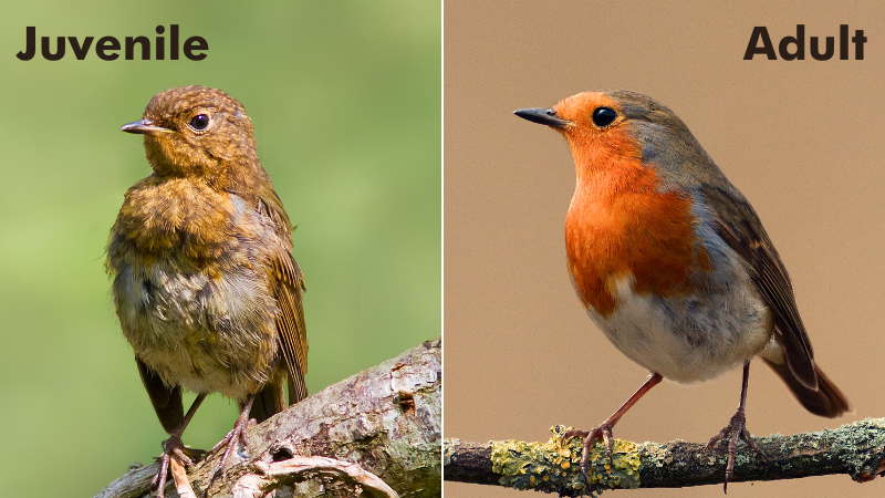 robin juvenile being compared to adult robin