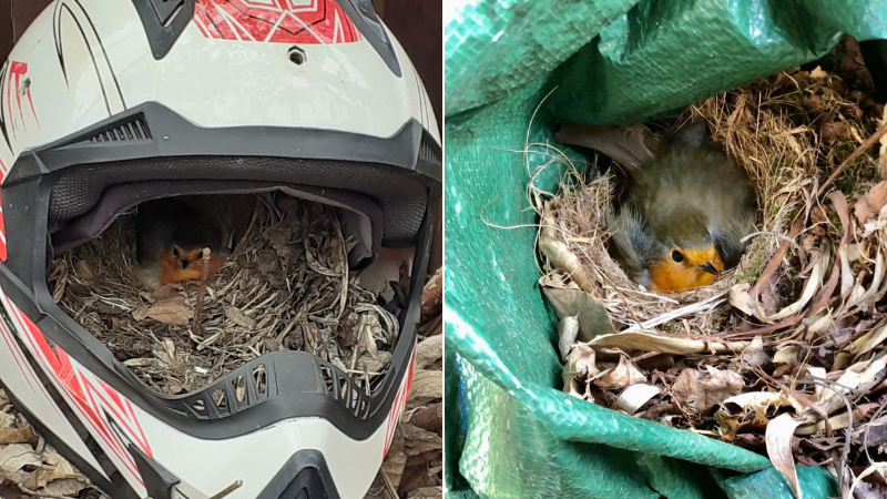 one robin nesting in helmet. Another robin nesting on green bag