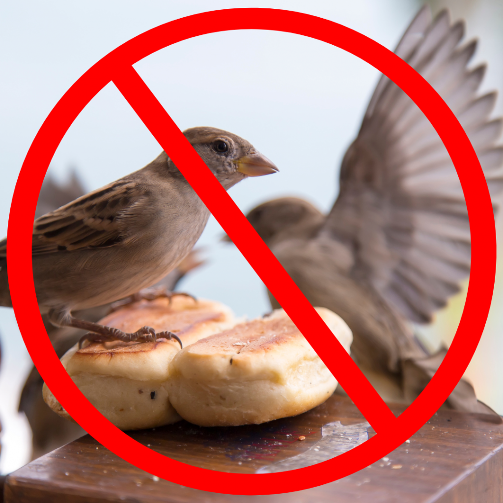 big no sign over a bird eating bread