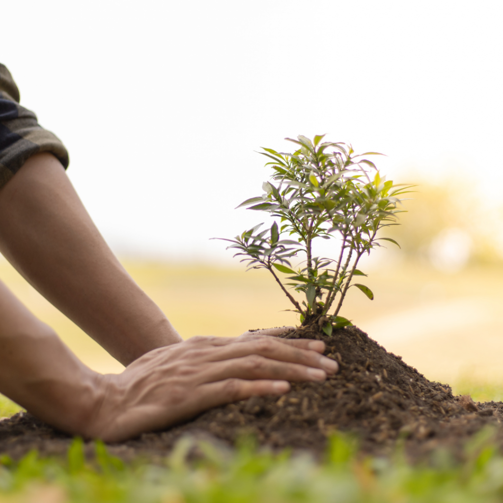hands planting tree in soil