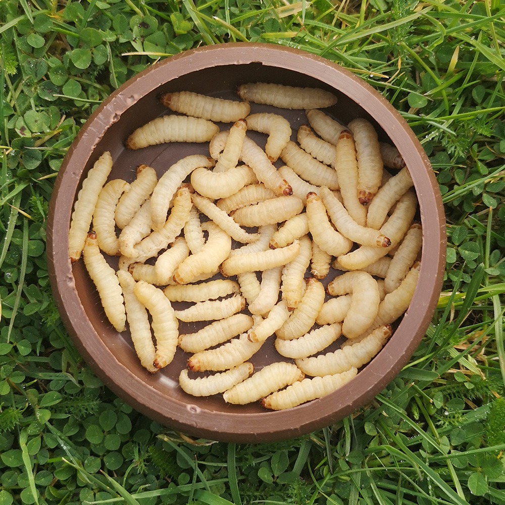Waxworms in bowl